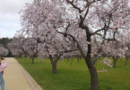 almendros barriosalvadormadrid.com
