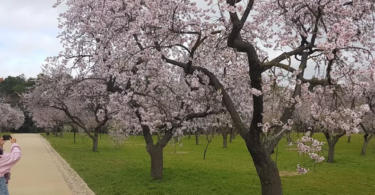 almendros barriosalvadormadrid.com