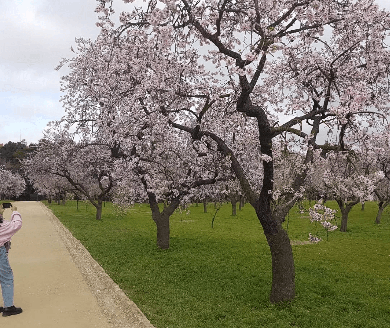 almendros barriosalvadormadrid.com