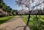 almendros Quinta de los Molinos