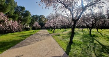 almendros Quinta de los Molinos