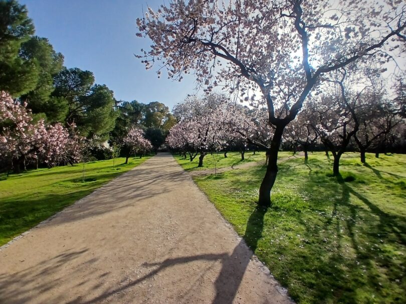 almendros Quinta de los Molinos