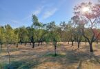 quinta de los molinos en verano