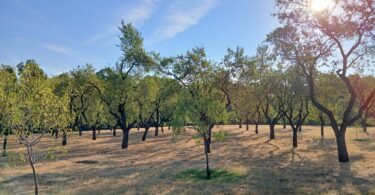 quinta de los molinos en verano