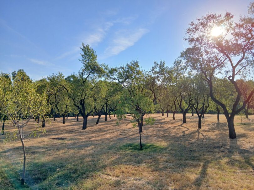 quinta de los molinos en verano