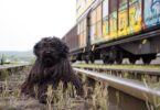 viajar con perro en tren