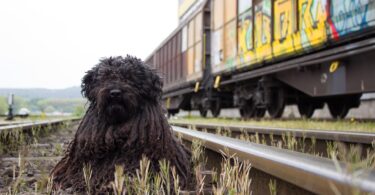 viajar con perro en tren