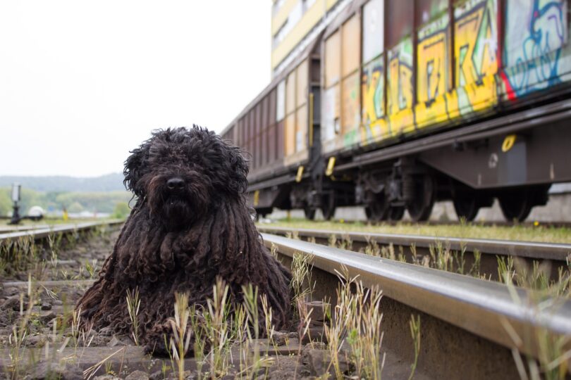 viajar con perro en tren