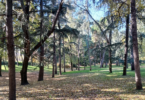 quinta de los molinos otoño