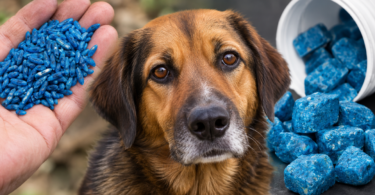 veneno para animales mata un perro