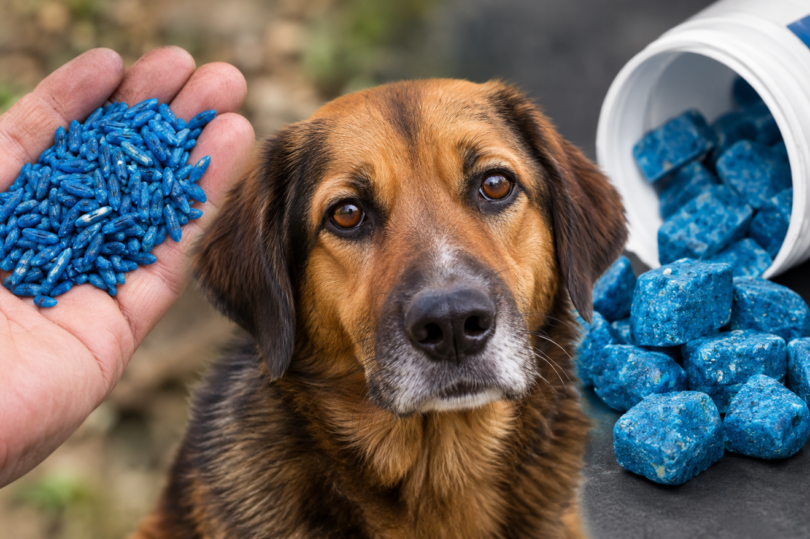 veneno para animales mata un perro